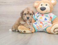 6 week old Poochon Puppy For Sale - Simply Southern Pups