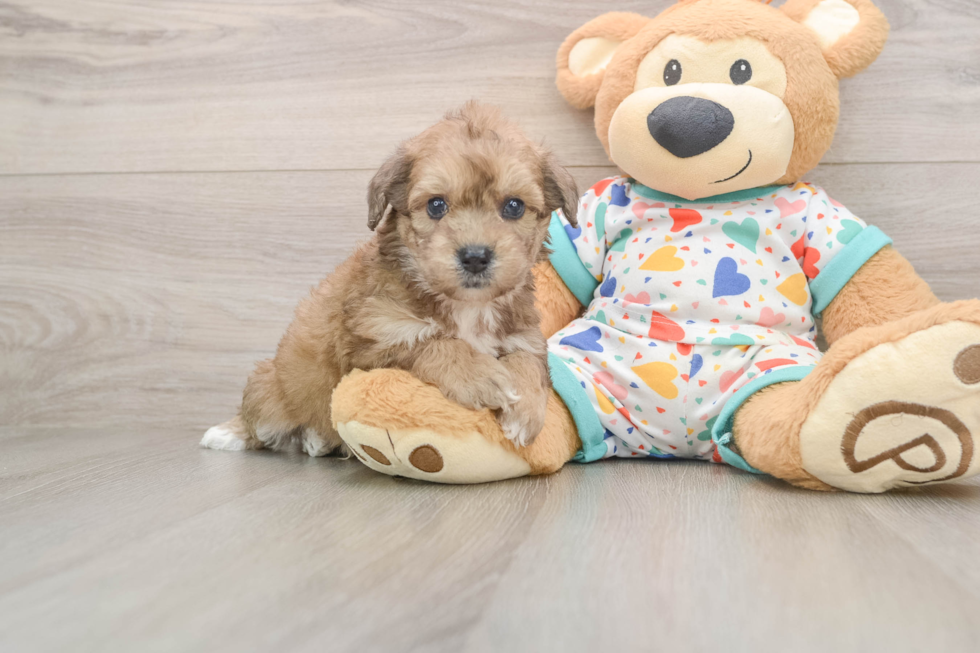 Poochon Pup Being Cute