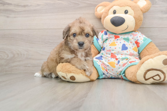 Poochon Pup Being Cute