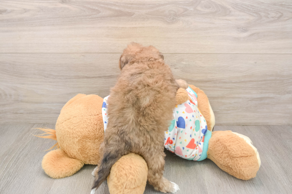 Best Poochon Baby