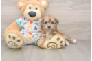 Hypoallergenic Bichpoo Poodle Mix Puppy