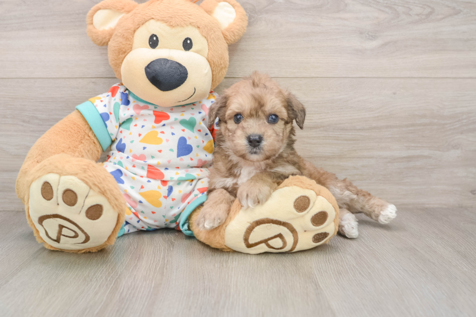 Hypoallergenic Bichpoo Poodle Mix Puppy