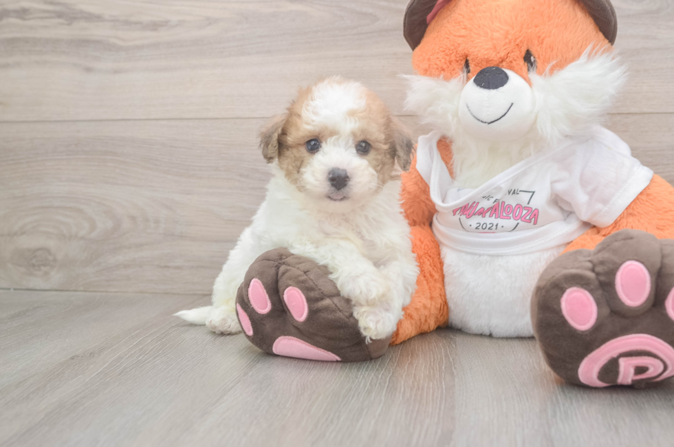6 week old Poochon Puppy For Sale - Simply Southern Pups
