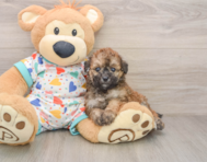 6 week old Poochon Puppy For Sale - Simply Southern Pups
