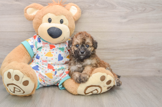 Poochon Puppy for Adoption