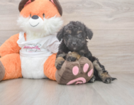 8 week old Poochon Puppy For Sale - Simply Southern Pups