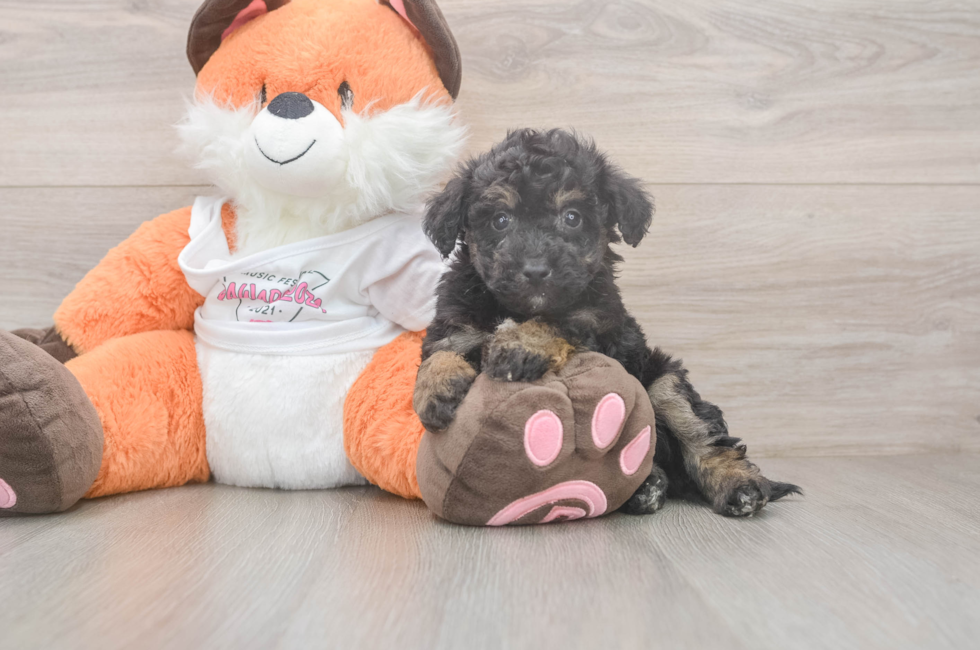 6 week old Poochon Puppy For Sale - Simply Southern Pups