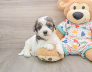6 week old Poochon Puppy For Sale - Simply Southern Pups