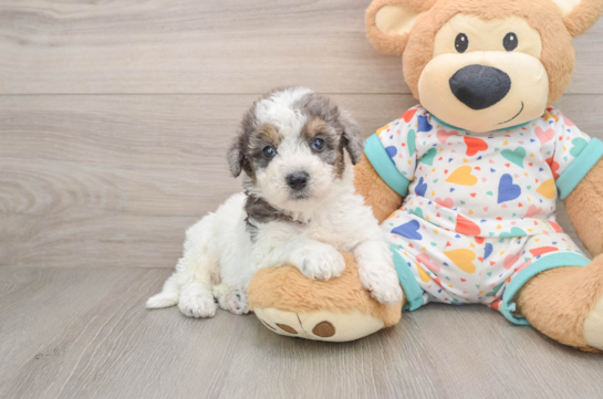 Smart Poochon Poodle Mix Pup