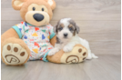 Popular Poochon Poodle Mix Pup