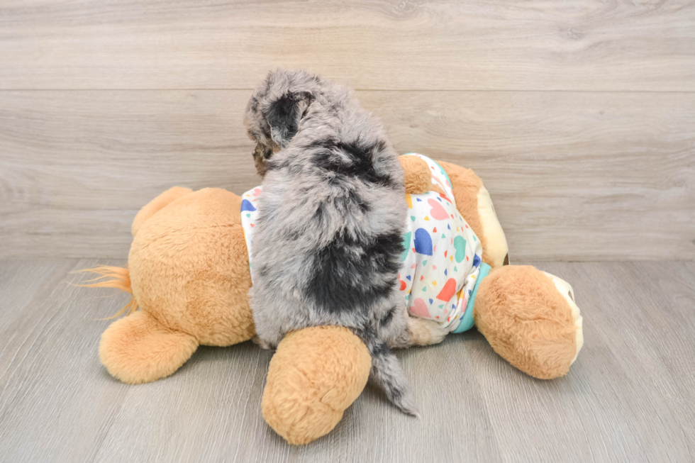 Sweet Poochon Baby