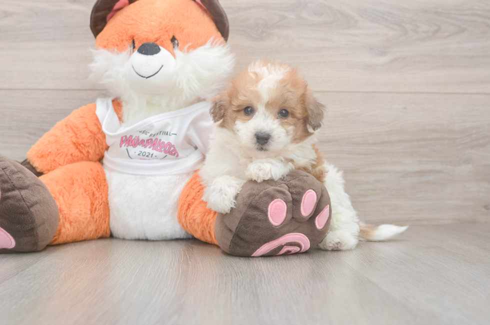 6 week old Poochon Puppy For Sale - Simply Southern Pups