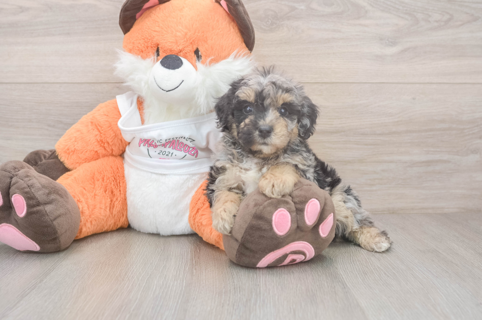 6 week old Poochon Puppy For Sale - Simply Southern Pups