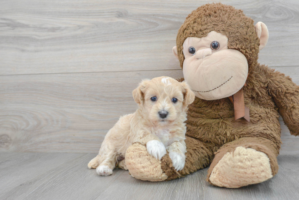 Smart Poochon Poodle Mix Pup