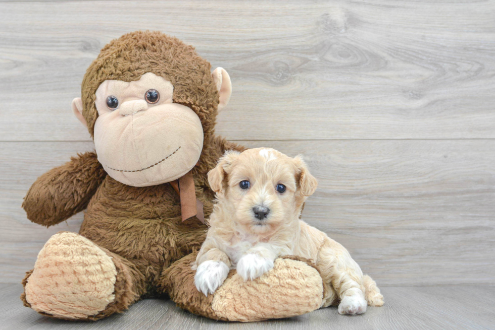 Smart Poochon Poodle Mix Pup