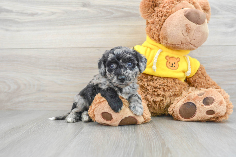 8 week old Poochon Puppy For Sale - Simply Southern Pups