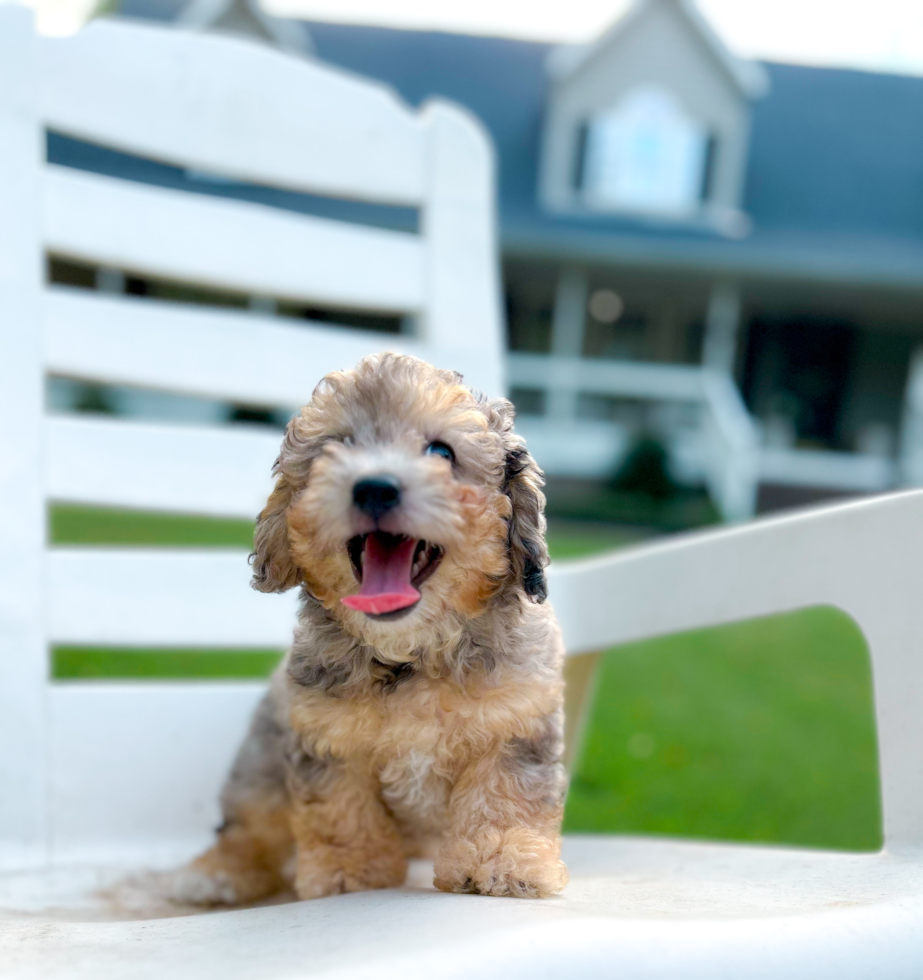 Cute Bichpoo Poodle Mix Puppy