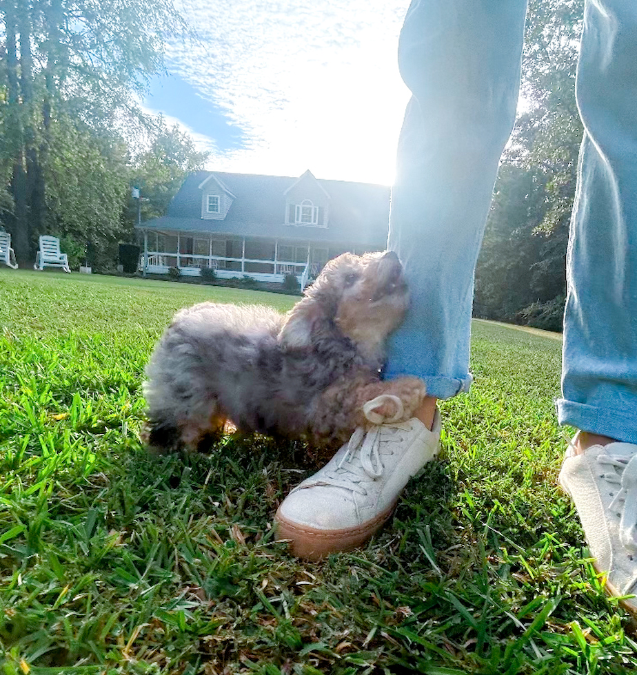 Cute Poochon Poodle Mix Pup