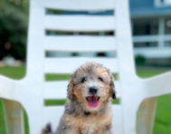 10 week old Poochon Puppy For Sale - Simply Southern Pups