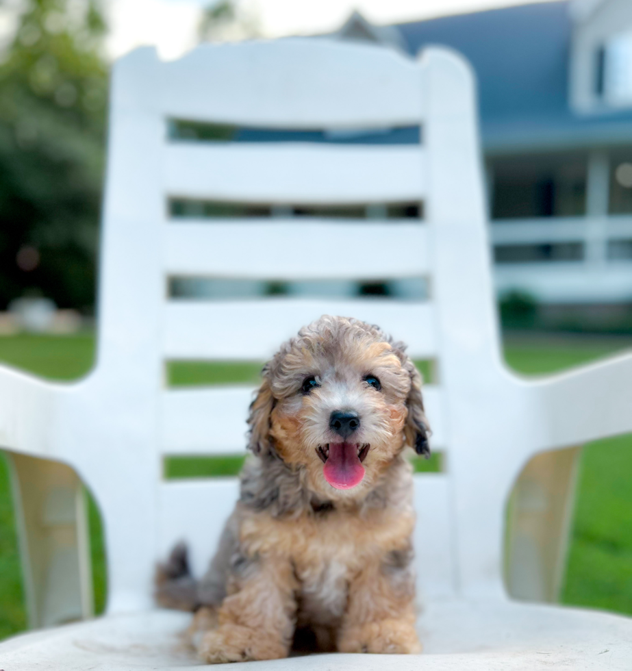 Cute Poochon Baby