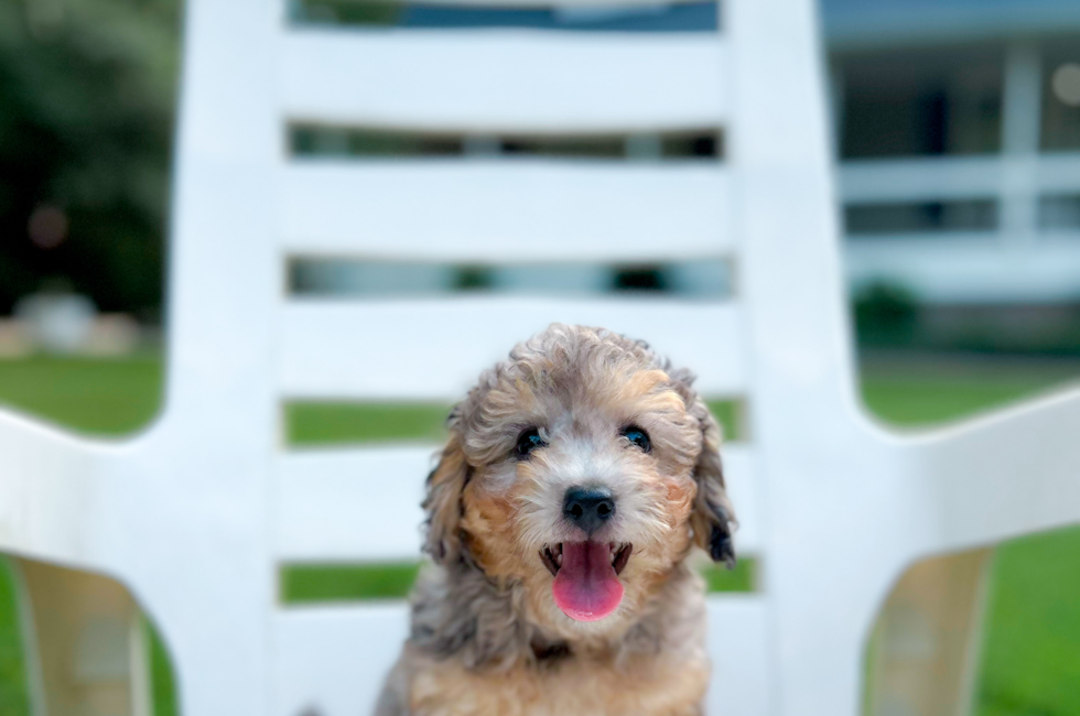 10 week old Poochon Puppy For Sale - Simply Southern Pups