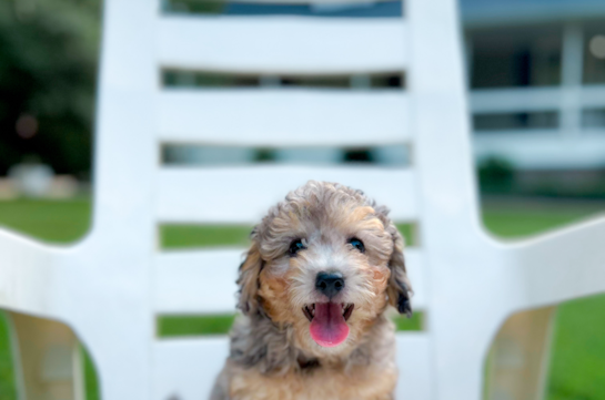 Cute Poochon Baby