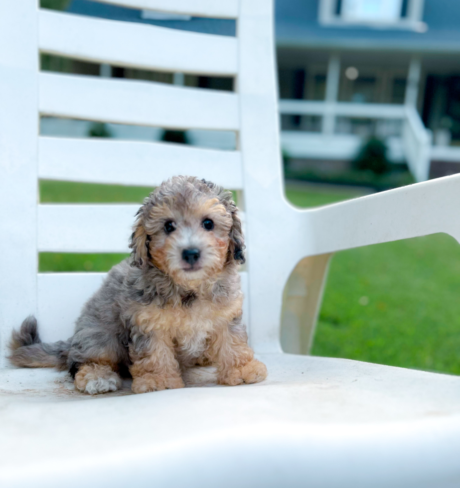 Best Poochon Baby