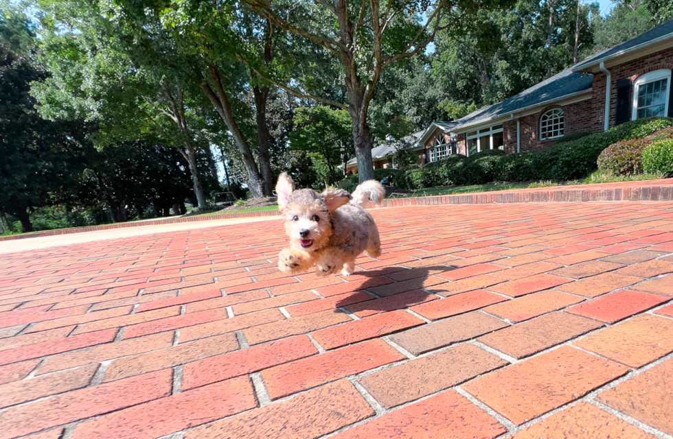 Poochon Pup Being Cute