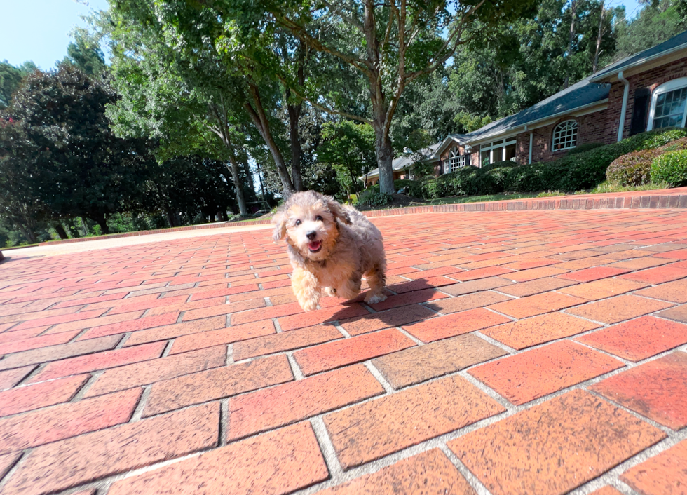 Poochon Pup Being Cute