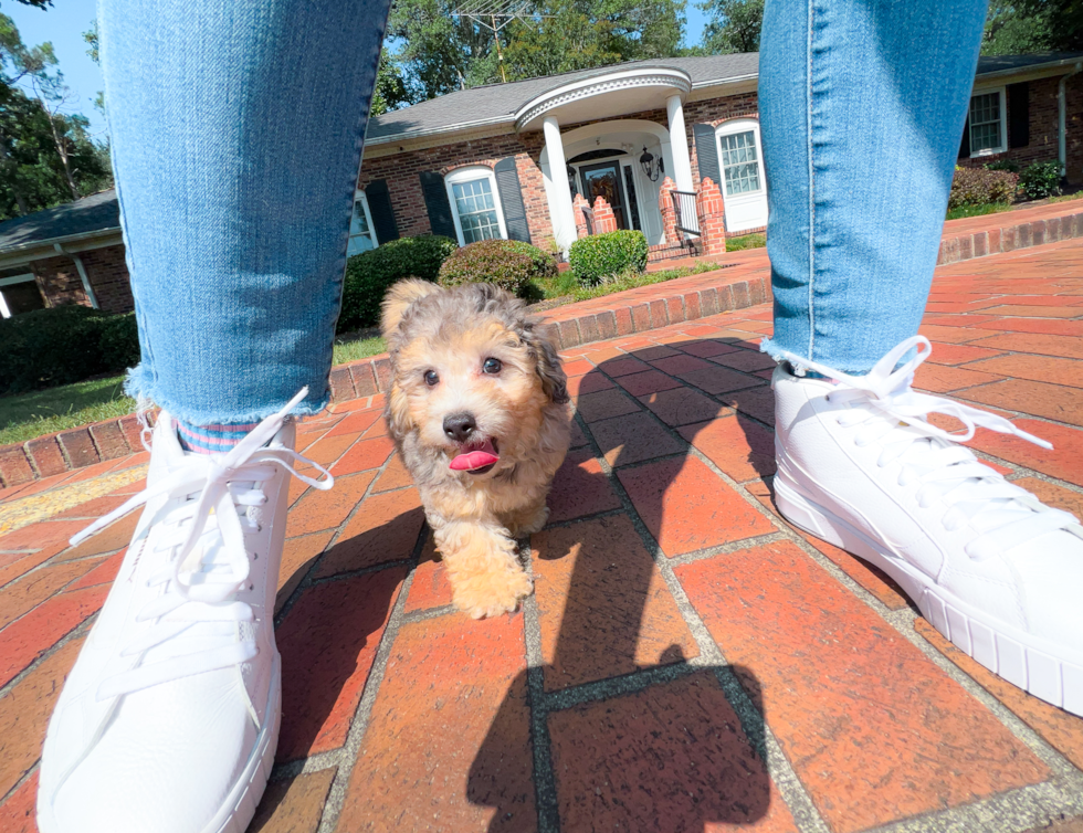 Cute Bichpoo Poodle Mix Puppy