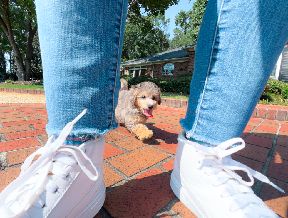 Best Poochon Baby