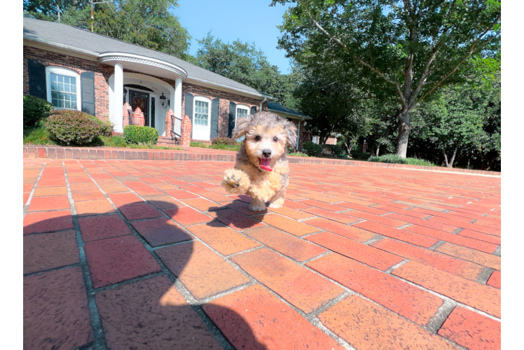 Poochon Puppy for Adoption