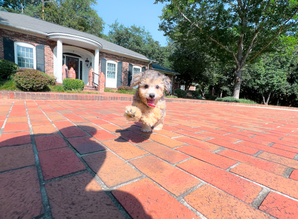 Poochon Puppy for Adoption