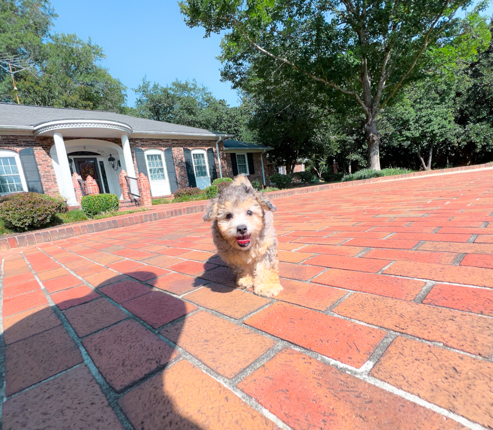 Cute Bichpoo Poodle Mix Puppy