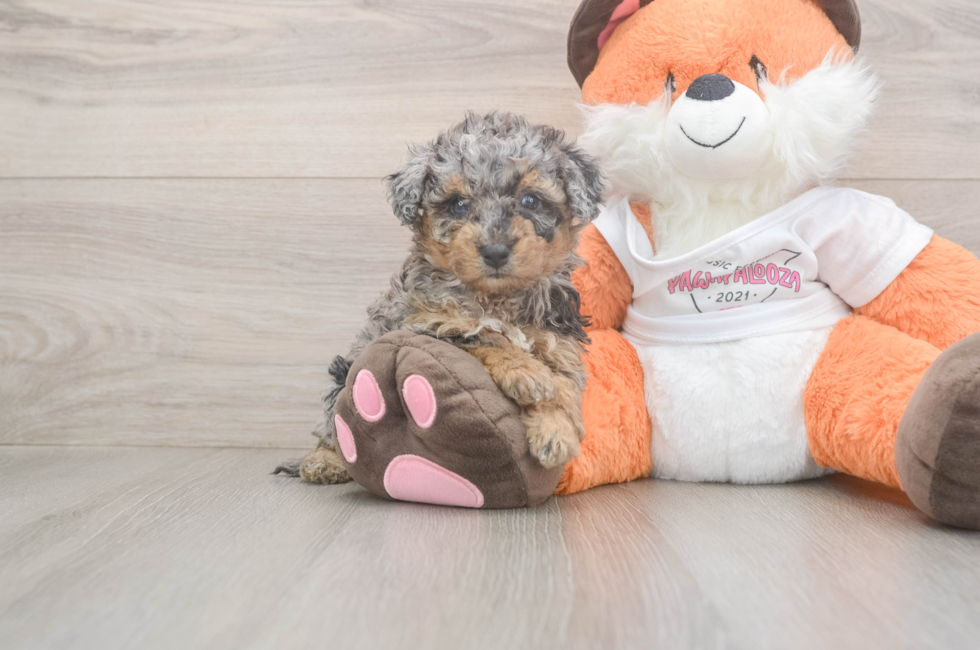6 week old Poochon Puppy For Sale - Simply Southern Pups