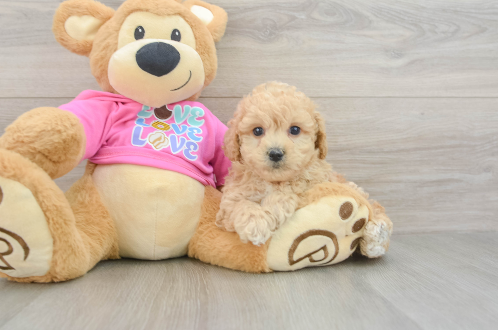 6 week old Poochon Puppy For Sale - Simply Southern Pups