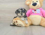 6 week old Poochon Puppy For Sale - Simply Southern Pups