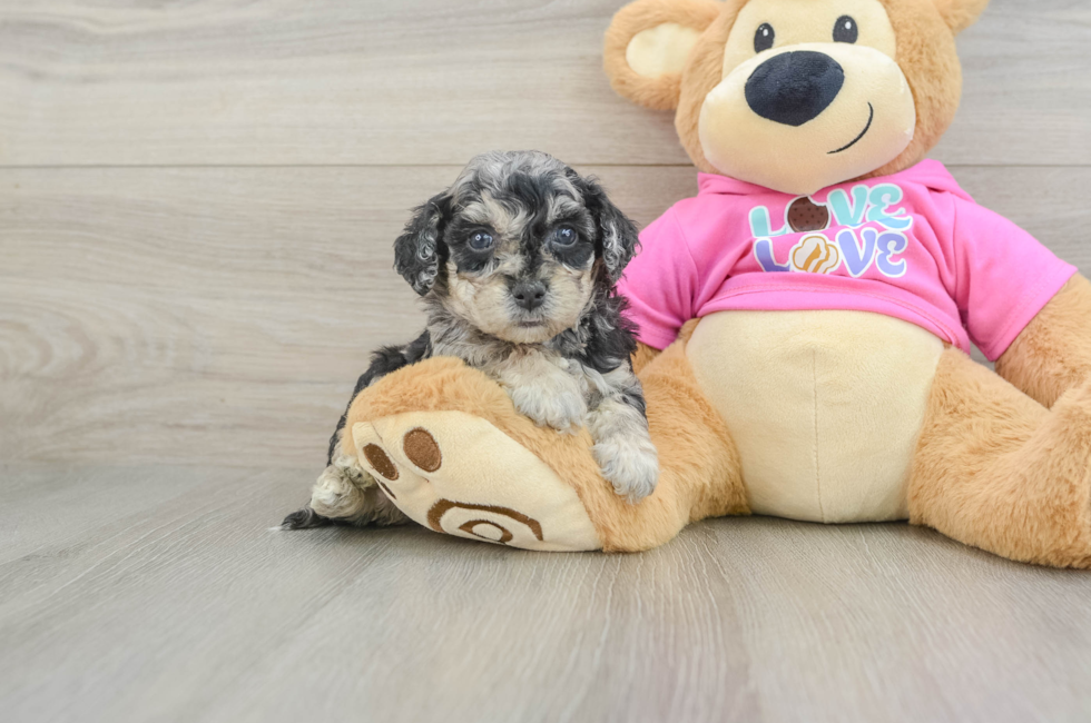 6 week old Poochon Puppy For Sale - Simply Southern Pups