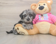 7 week old Poochon Puppy For Sale - Simply Southern Pups