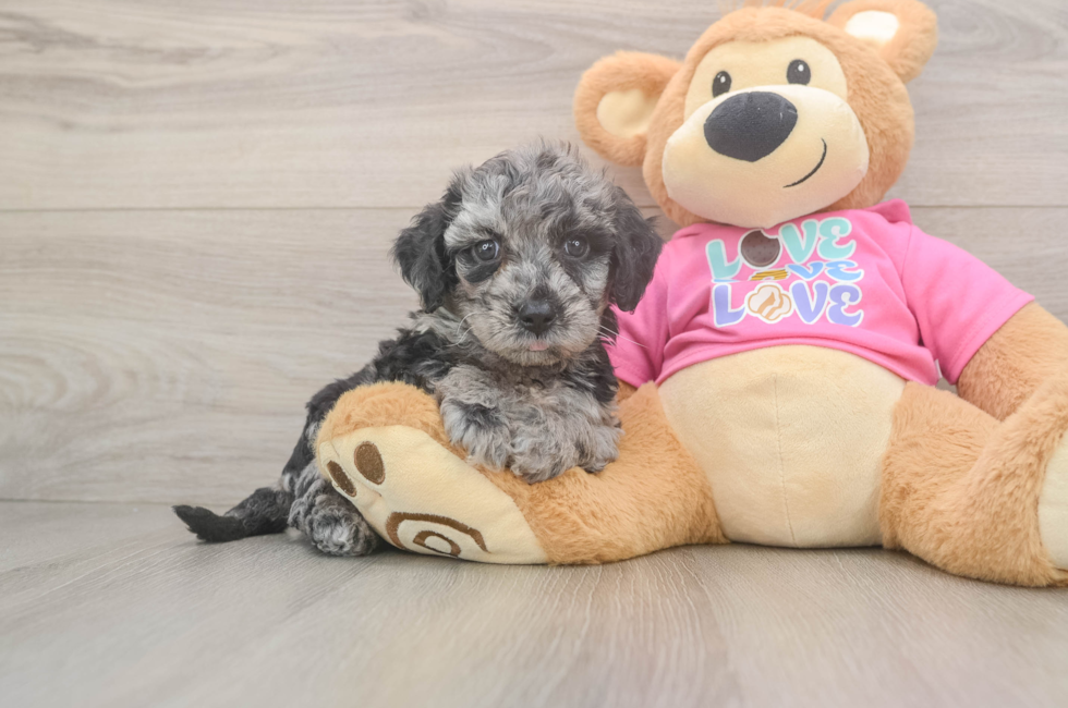 6 week old Poochon Puppy For Sale - Simply Southern Pups