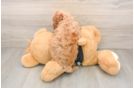 Best Poochon Baby