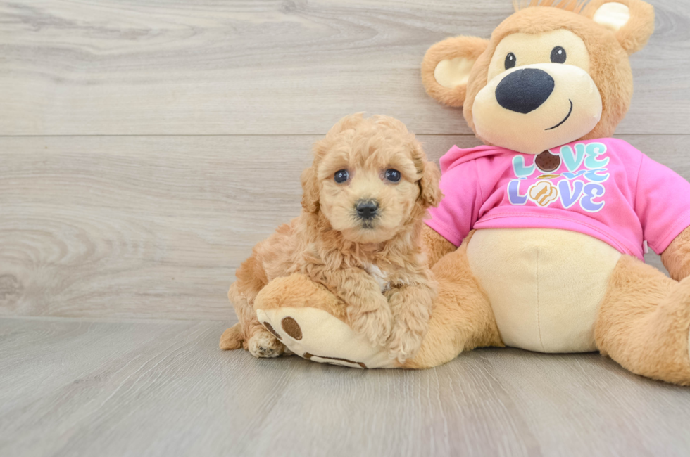 6 week old Poochon Puppy For Sale - Simply Southern Pups