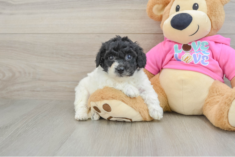 Poochon Pup Being Cute