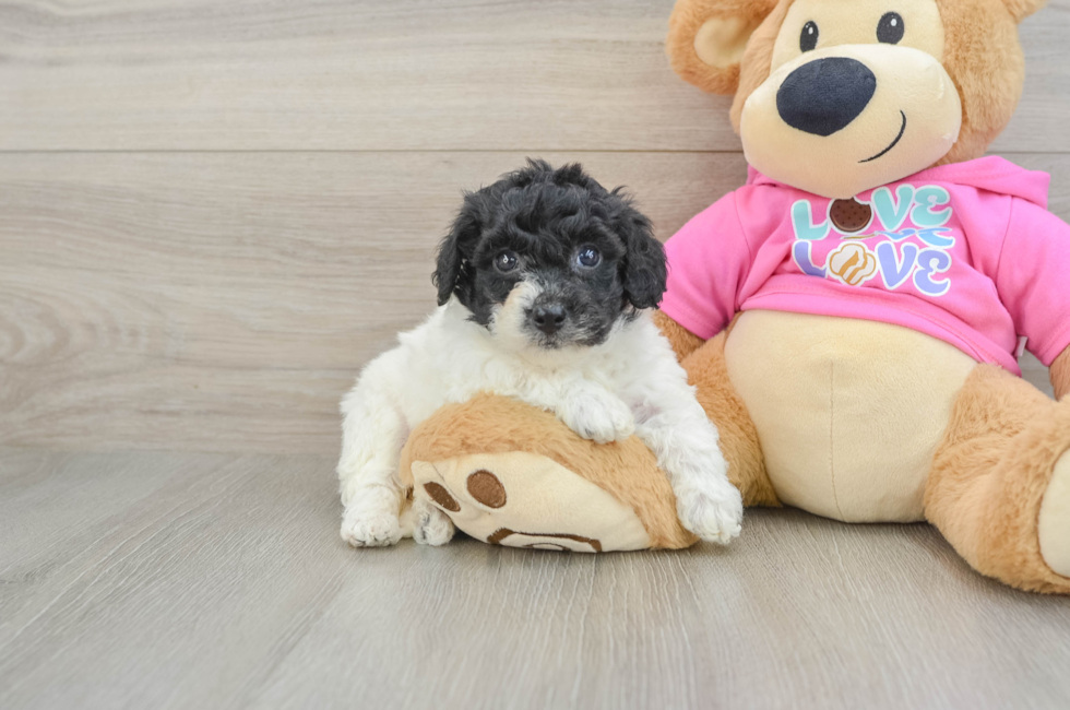 5 week old Poochon Puppy For Sale - Simply Southern Pups