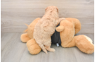 Best Poochon Baby
