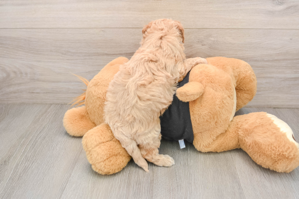 Best Poochon Baby