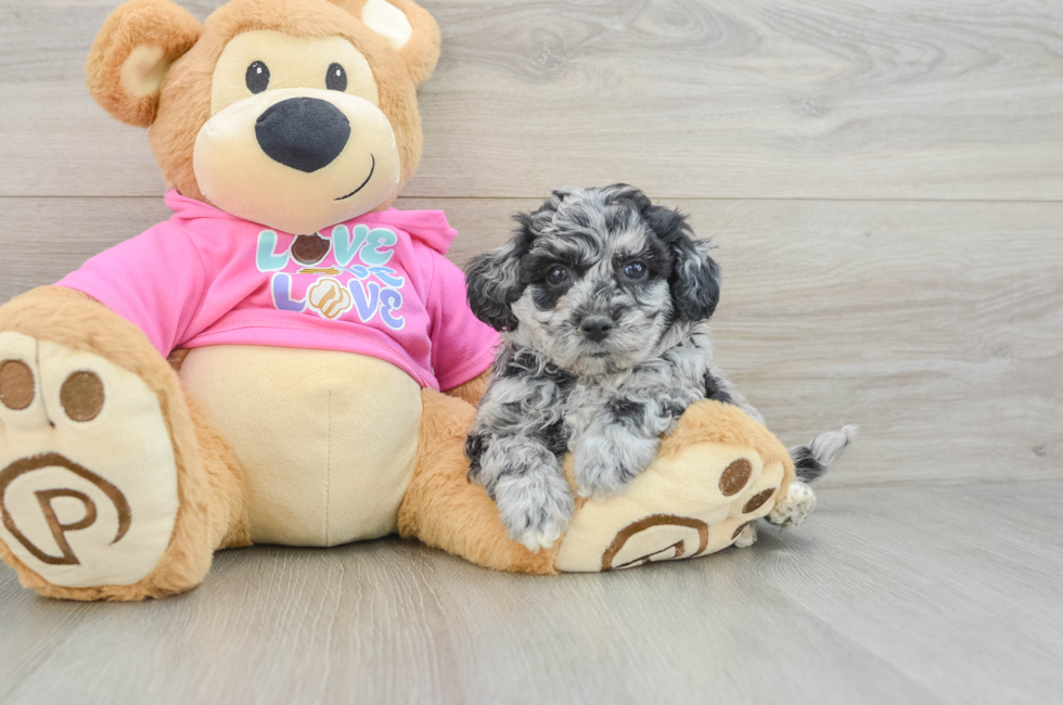6 week old Poochon Puppy For Sale - Simply Southern Pups