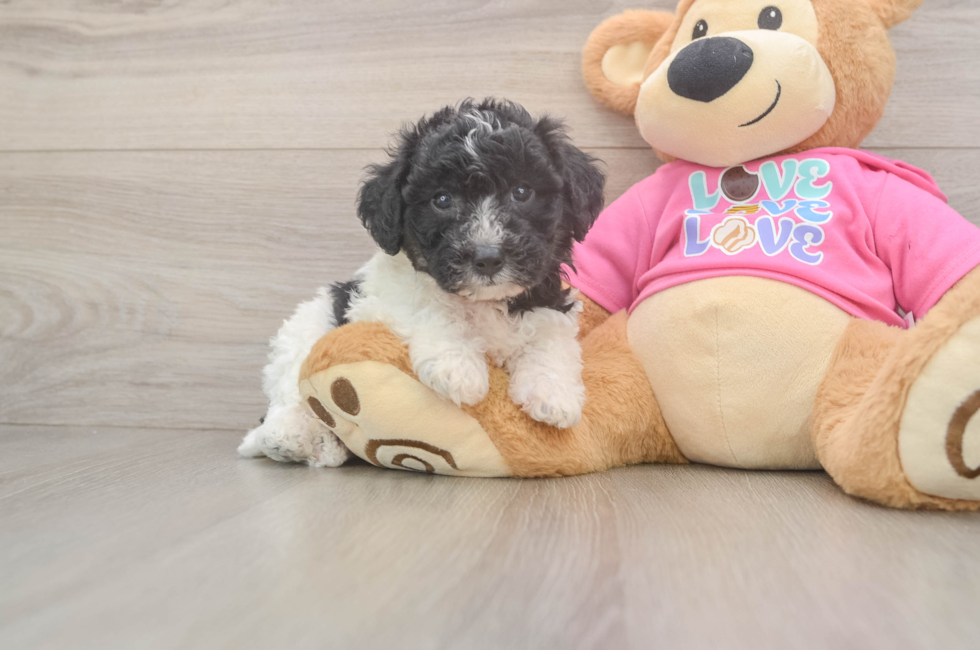 6 week old Poochon Puppy For Sale - Simply Southern Pups