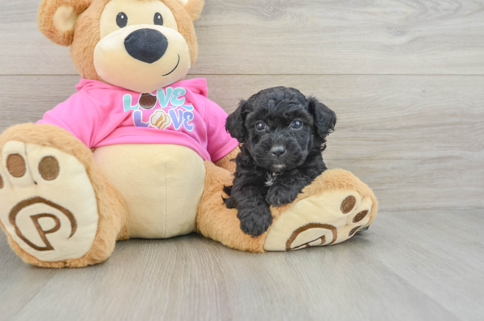 6 week old Poochon Puppy For Sale - Simply Southern Pups