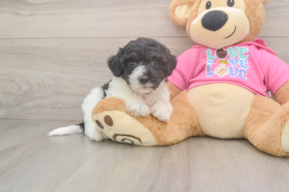6 week old Poochon Puppy For Sale - Simply Southern Pups